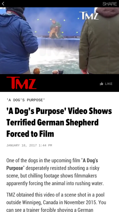 tmz a dogs purpose video