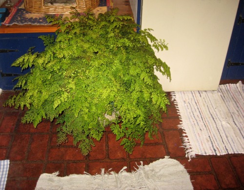 So, this fern turned into a monster over the summer. I hate that soon I’ll have to bring it in