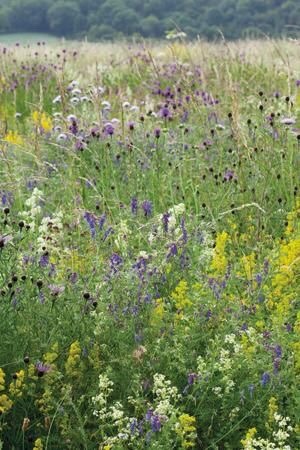 Wildflower Moodboard