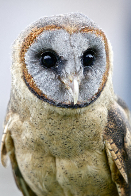 cloudyowl:  Ashy-faced Owl by Edward W Roberts 