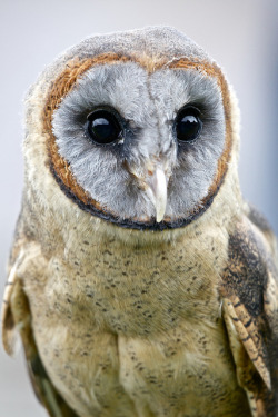 cloudyowl:  Ashy-faced Owl by Edward W Roberts