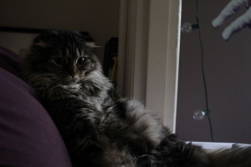 awwww-cute:  My Scottish Fold/Maine Coon props herself up on the pillows and stares me down until I wake up and feed her