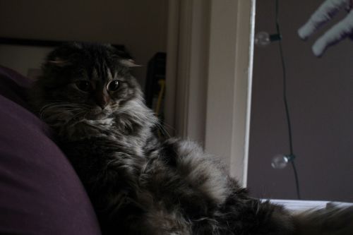 awwww-cute:  My Scottish Fold/Maine Coon adult photos