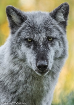 her-wolf:  THE GAZE - By Otg Photography