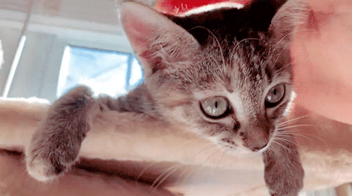 kellyfosterkittens: Matty loves laying on this perch on her cat tree she got for Christmas , soaking