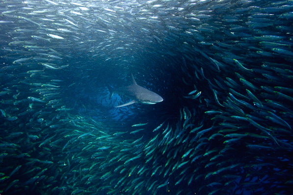 nubbsgalore:  safety in numbers. photos of sharks attacking a sardine bait ball by