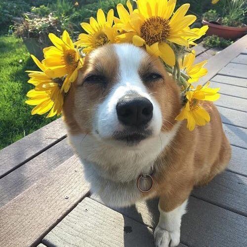 https://vishbarbie.tumblr.com/post/149018281595