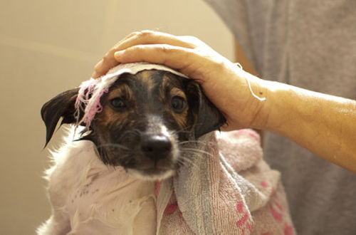 thefrogman:I didn’t think Otis would ever forgive us after his first bath. 