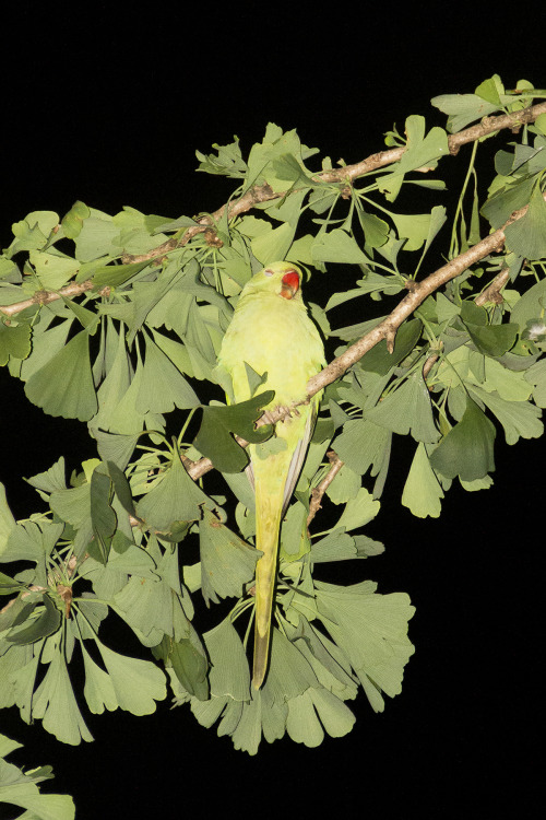 untitled-by-unknown-artist:September 24, 2021 at 04:20PM Rose-ringed parakeet (Psittacula krameri)Ph