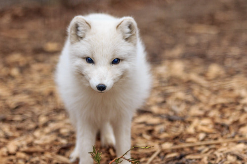 everythingfox:Cute Arctic Fox (ᵔᴥᵔ)Photo byfohtohz