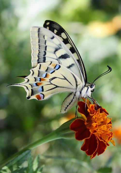 khittyhawk:typhlonectes:The Old World Swallowtail - Papilio machaon … is a butterfly of the f