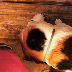 snowydragons:Mochi being adorable (ﾉ◠ヮ◠)ﾉ～