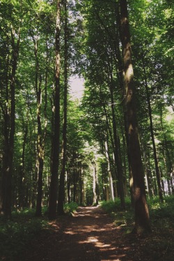 south-england:  Track through the woods »» Thomas Hanks        