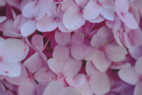 dirtywheniwanttobe:My favorite flower of all time.