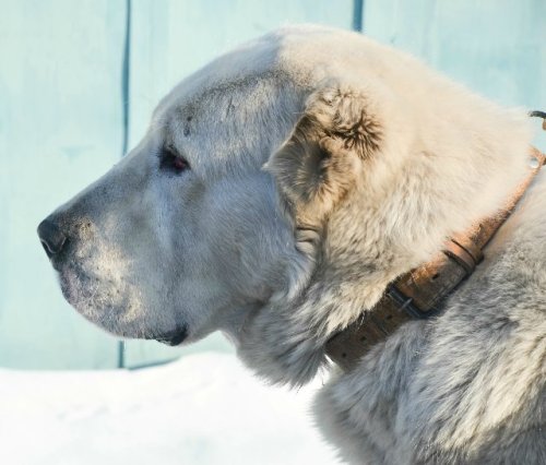 livestockguardiangod: Barys Bogaturov, Central Asian Shepherd, source