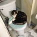 just-cat-owner-things:Ma’am, I was going to use that…