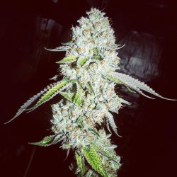 weedporndaily:  San Fernando Valley OG.  Day 67.  Grown in organic soil with products from  @og_biowar  @dragonflyearthmedicine  @_the_bottle  @osa28silicon_ by @waaynesworld  FROSTY