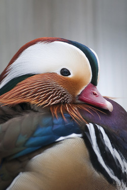 giraffe-in-a-tree:  Mandarin duck by csabatokolyi on Flickr.