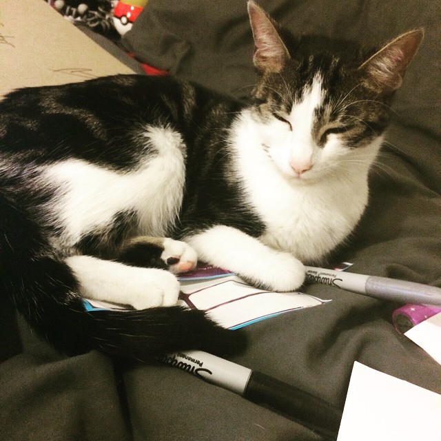 taste-of-envy:  #Miathemighty helping mom sign posters! Best kitten cosplay helper