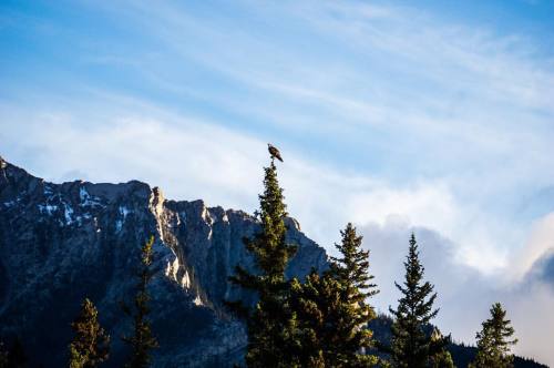 Feeling as free as this majestic hawk perched on a tree in the mountains #roadtorevy#radchickas#expl