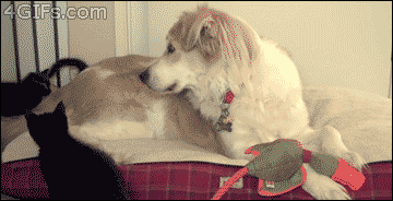 Cat GIF Central