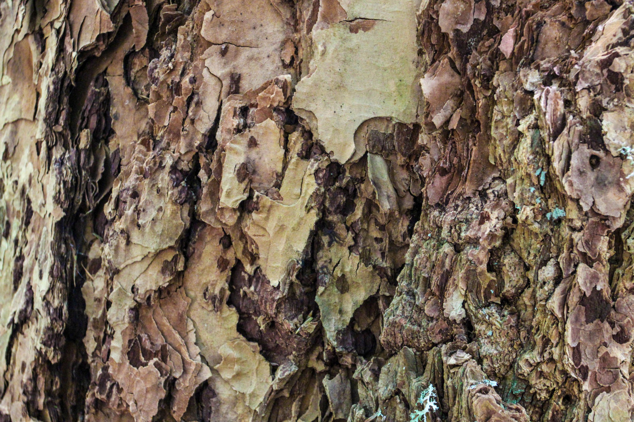 tightlipscoldfeet:  textures