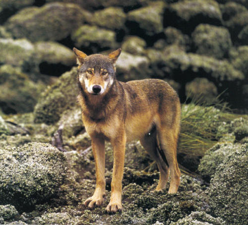 Red wolf (Canis rufus) in the rain forest of the islands off the coast of British Columbia
There remains an isolated population of Red wolves in the rain forests of the islands off the coast of British Columbia, where it is estimated there are...