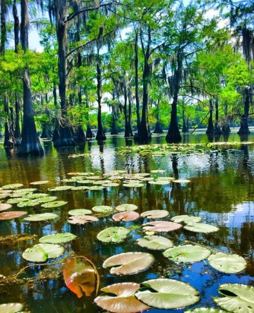 Honestly, is it possible to take a bad photo of Caddo Lake? This stunning lake is filled to overflow