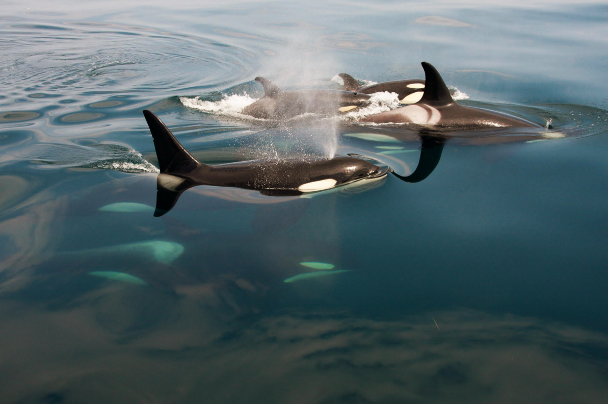 thelovelyseas:  Wild Orcas by Masa Nakamura  