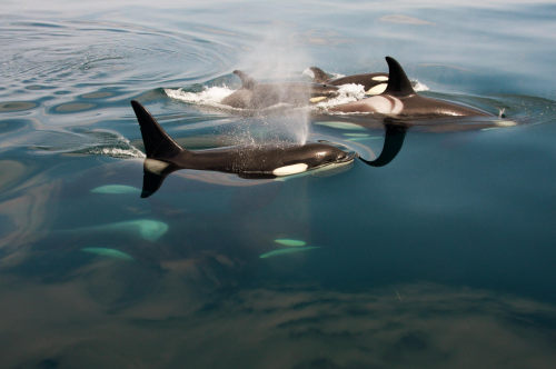 wickedbitchofthewest-coast:  thelovelyseas:Wild Orcas by Masa Nakamura  I love them.  we don’t deserve such beautiful creatures ✨