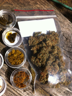 fancyseahorse:  Bonsai Diesel,Sour D,and