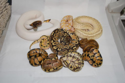 fuckyeahballpythons:  Group shot of several BP morphs. Starting from top left to bottom right we have a Pastel Pied, Albino, Emperor Pin, Bumble Bee, Orange Crush, Pinstripe, Enchi, Spider, Pastel Butter, and a Pastel!