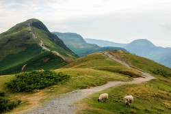 thceline:  Almost on the top of Catbells,