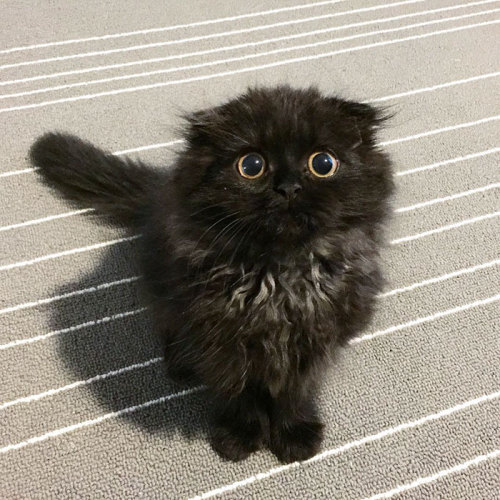 pastel-irkens-and-dickens:  alphatexan:  a-court-of-chronicles:  catpella:  brainfartsbyme:  This cat would get everything from me  yeah this cat has such a big eyed woe-is-me that it could have everything it ever asked for  @cocotingo  Omg   I want one