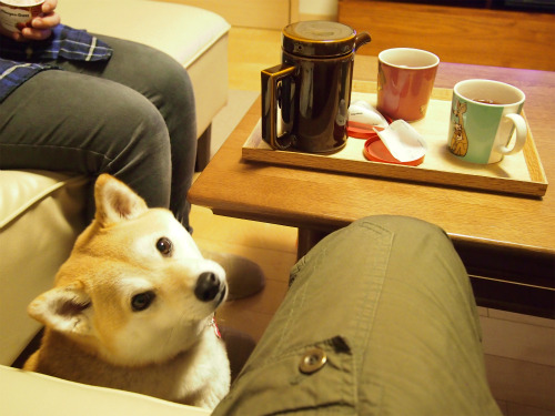 sasaq:  アイスをおねだり 柴犬マコと、 