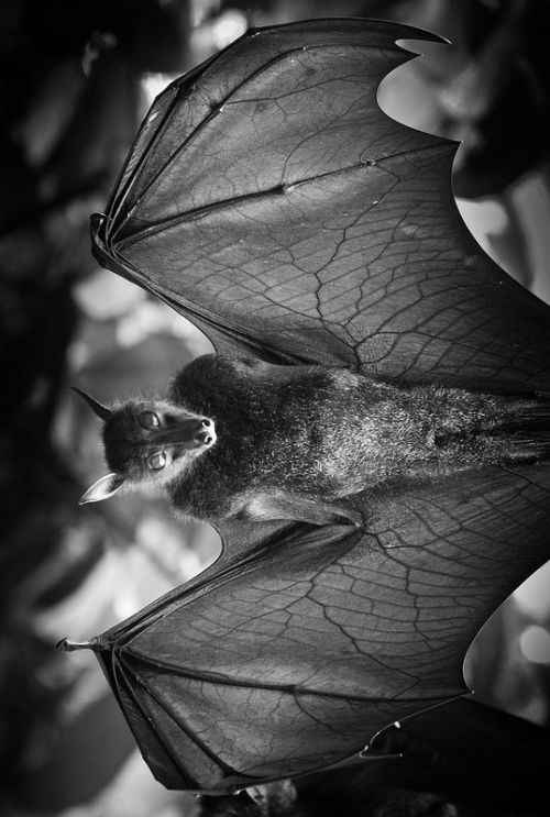 horrorandhalloween:Fruit bats vs Bela Lugosi