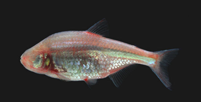 How does an eyeless fish see? With its mouth
Researchers think the fish use the suction sent off by its mouth produces a signal similar to echolocation in locating objects in the water.