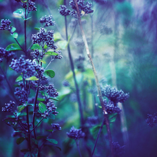 landscape-photo-graphy: Floral Photography Inspired by Claude Monet by Nikita Gill Poet and photogra