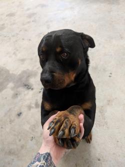 awwcutepets:hello do u have a moment to talk about snacks??