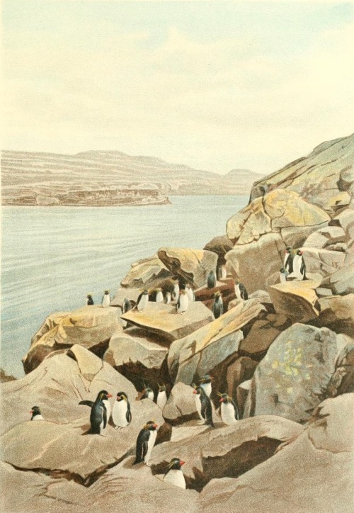 A group of southern rockhopper penguins in their preferred environment from Carl Chun’s Aus de