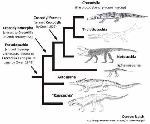 Dinosaur Cladograms, Part 1:  Evolution of the dinosaurs and their ilk.01 - Crocodilians and relativ