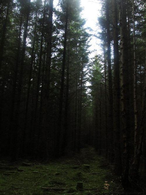 Culloden Forest part 3/3 by torradh Please do not remove credit.