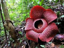 sixpenceee:  The corpse flower or Rafflesia Arnoldii reeks of rotten flesh. The leather like red petals has no root system whatsoever and depends on its parasitic activities for nutrition. It can grow as wide as 3 feet. They only grow in the southeast