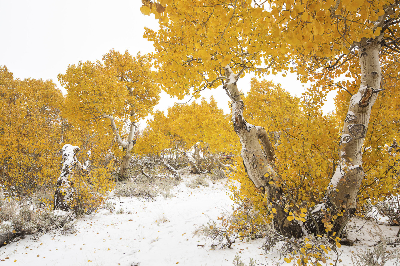 mypubliclands:  A little Monday motivation from your public lands – snow dusts