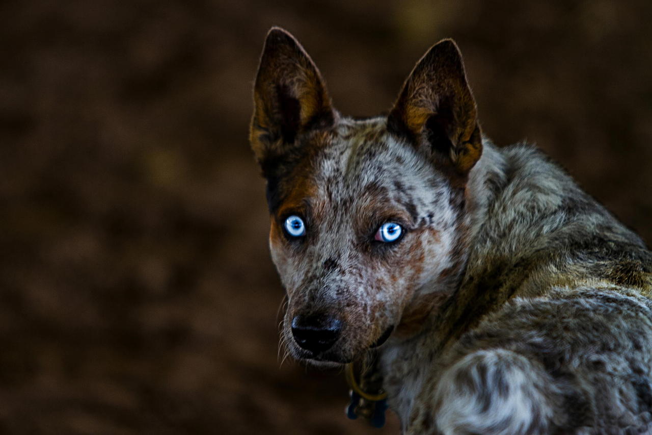 old-hopes-and-boots:  CowDog, by Mark Ezell