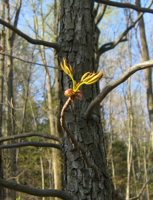 Leaf sprout on shagbark hickory.