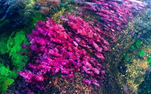 odditiesoflife: The Most Colorful River in the World For most of the year, Caño Cristales in Colombia looks like any other river: a bed of rocks covered in dull green mosses are visible below a cool, clear current. However, for a brief period of time