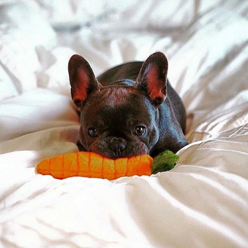 Subscribe goo.gl/vr20rss #frenchbulldog #kingofcool #gntstyle #whatelse #dog #dog #puppy #cut