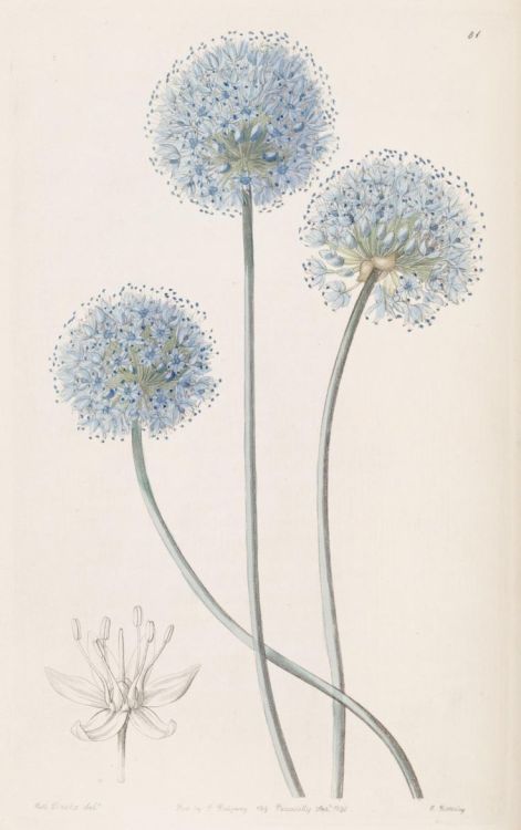 Blue Leek, Allium coeruleum, Liliacea, from Edwards Botanical Register, 1840. Source