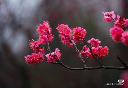 fuckyeahchinesegarden:red plum blossom in chinese garden